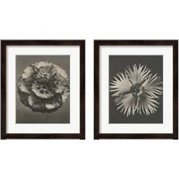 Framed 'Blossfeldt Flower 2 Piece Framed Art Print Set' border=