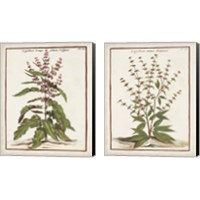 Framed 'Munting Botanicals 2 Piece Canvas Print Set' border=