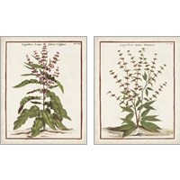 Framed Munting Botanicals 2 Piece Art Print Set