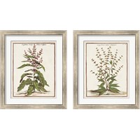 Framed 'Munting Botanicals 2 Piece Framed Art Print Set' border=