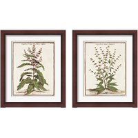 Framed 'Munting Botanicals 2 Piece Framed Art Print Set' border=