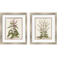 Framed Munting Botanicals 2 Piece Framed Art Print Set