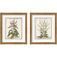 Framed Munting Botanicals 2 Piece Framed Art Print Set