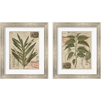 Framed 'Vintage Nature's Greenery 2 Piece Framed Art Print Set' border=