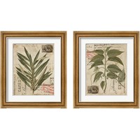 Framed 'Vintage Nature's Greenery 2 Piece Framed Art Print Set' border=