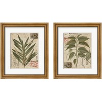 Framed Vintage Nature's Greenery 2 Piece Framed Art Print Set