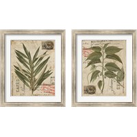 Framed Vintage Nature's Greenery 2 Piece Framed Art Print Set