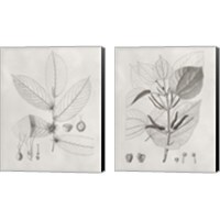 Framed 'Vintage Leaves 2 Piece Canvas Print Set' border=