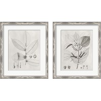 Framed 'Vintage Leaves 2 Piece Framed Art Print Set' border=