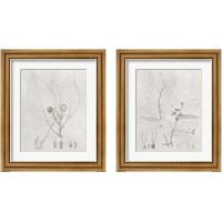 Framed 'Vintage Leaves 2 Piece Framed Art Print Set' border=