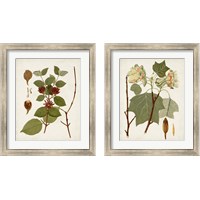 Framed 'Antique Leaves 2 Piece Framed Art Print Set' border=