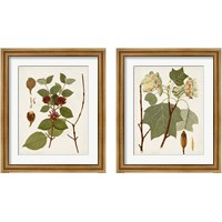 Framed Antique Leaves 2 Piece Framed Art Print Set