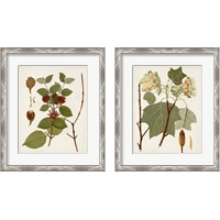 Framed 'Antique Leaves 2 Piece Framed Art Print Set' border=