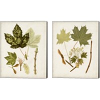 Framed Antique Leaves 2 Piece Canvas Print Set
