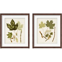 Framed 'Antique Leaves 2 Piece Framed Art Print Set' border=