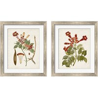 Framed 'Vintage Flowering Trees 2 Piece Framed Art Print Set' border=