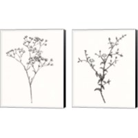 Framed 'Wild Bloom Sketch 2 Piece Canvas Print Set' border=