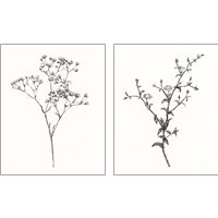 Framed 'Wild Bloom Sketch 2 Piece Art Print Set' border=