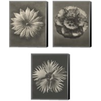 Framed Blossfeldt Flower 3 Piece Canvas Print Set