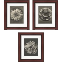 Framed 'Blossfeldt Flower 3 Piece Framed Art Print Set' border=