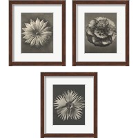 Framed 'Blossfeldt Flower 3 Piece Framed Art Print Set' border=