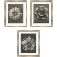 Framed Blossfeldt Flower 3 Piece Framed Art Print Set