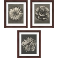 Framed Blossfeldt Flower 3 Piece Framed Art Print Set