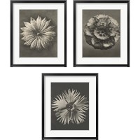 Framed Blossfeldt Flower 3 Piece Framed Art Print Set