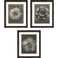 Framed 'Blossfeldt Flower 3 Piece Framed Art Print Set' border=