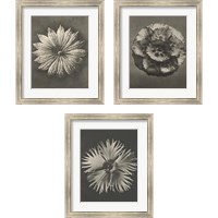 Framed Blossfeldt Flower 3 Piece Framed Art Print Set