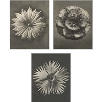 Framed Blossfeldt Flower 3 Piece Art Print Set