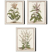 Framed 'Munting Botanicals 3 Piece Canvas Print Set' border=