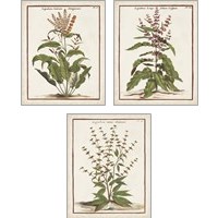 Framed Munting Botanicals 3 Piece Art Print Set