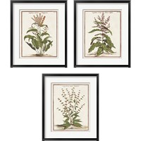Framed 'Munting Botanicals 3 Piece Framed Art Print Set' border=