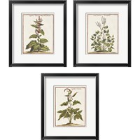 Framed Munting Botanicals 3 Piece Framed Art Print Set