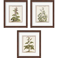 Framed Munting Botanicals 3 Piece Framed Art Print Set