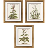 Framed 'Munting Botanicals 3 Piece Framed Art Print Set' border=