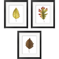 Framed 'Fall Leaf Study 3 Piece Framed Art Print Set' border=