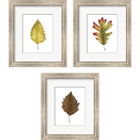 Framed Fall Leaf Study 3 Piece Framed Art Print Set