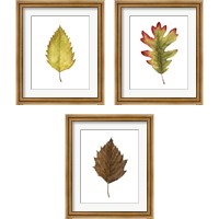 Framed 'Fall Leaf Study 3 Piece Framed Art Print Set' border=