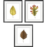 Framed 'Fall Leaf Study 3 Piece Framed Art Print Set' border=