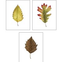 Framed Fall Leaf Study 3 Piece Art Print Set
