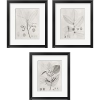 Framed 'Vintage Leaves 3 Piece Framed Art Print Set' border=