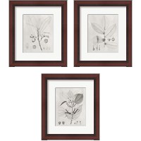 Framed 'Vintage Leaves 3 Piece Framed Art Print Set' border=