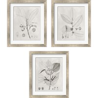 Framed 'Vintage Leaves 3 Piece Framed Art Print Set' border=