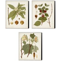 Framed Antique Leaves 3 Piece Canvas Print Set