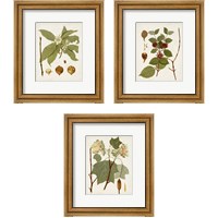 Framed Antique Leaves 3 Piece Framed Art Print Set