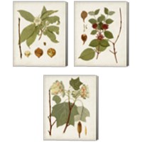 Framed 'Antique Leaves 3 Piece Canvas Print Set' border=