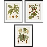 Framed 'Antique Leaves 3 Piece Framed Art Print Set' border=