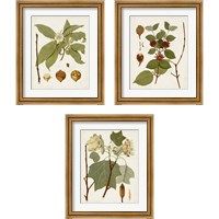 Framed Antique Leaves 3 Piece Framed Art Print Set